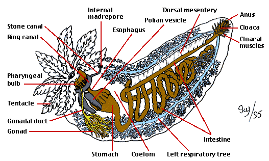 Echinodermata - The Muscular System