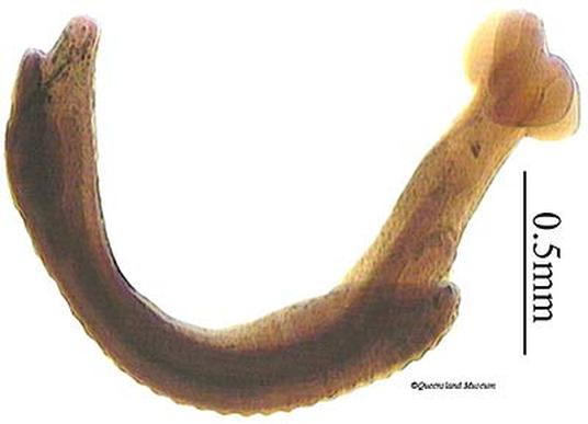 How do flatworms protect themselves?